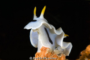 wakatobi,nikon d2x 60mm macro by Puddu Massimo 